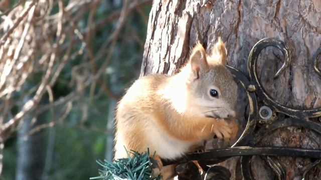 Белочка в лучах солнца\Squirrel in the sun