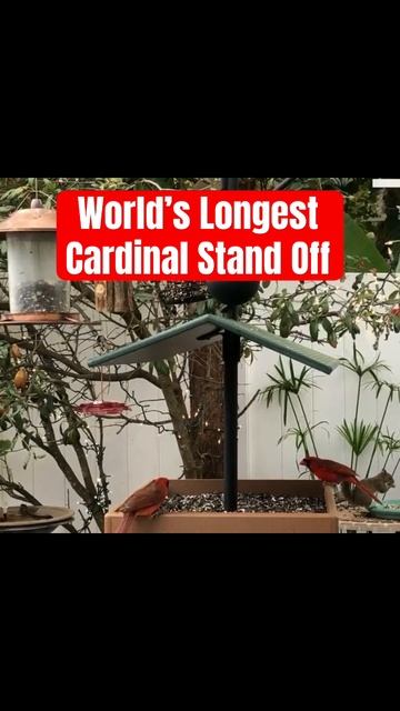 Cardinal stare down #animalshorts #birdfeeder #funnyanimals #cardinals