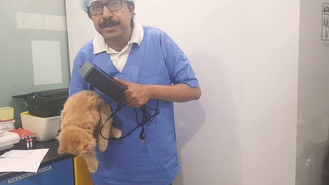 Use of Wood's Lamp in Veterinary Practice