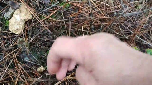 15.01.21г. в лес по грибы .(2ч.)