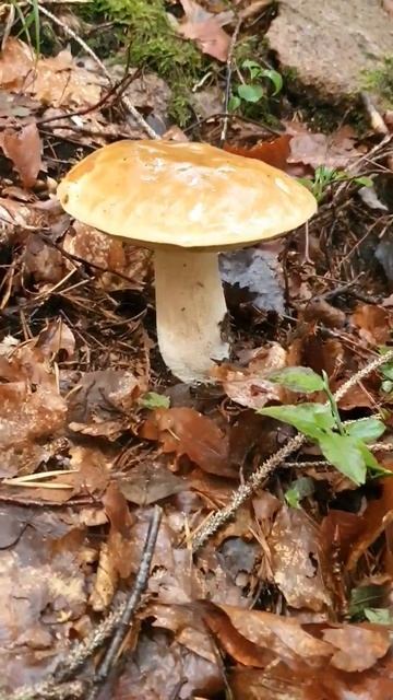 FUNGHI PORCINI 2022 L'eleganza nel bosco