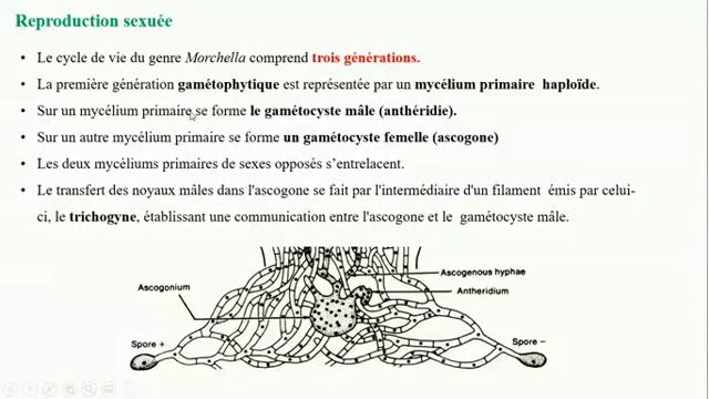 Botanique Ascomycètes 2