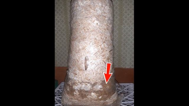 Зеленка на соломе для вешенки. Почему появляется зеленая плесень на субстрате. Как спасти блоки?