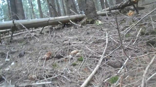 Ищем грибы в горах Карпатах... и вот они, просто красавцы! Лес. Природа.Карпаты 2017!