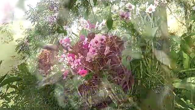 Business Insight “The Blooms” อุทยานสวนป่า