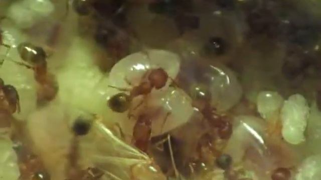 Мои муравьи -Pheidole pieli- совершеннолетие