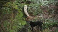 Truffle Hunting in Italy