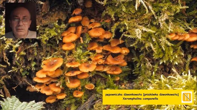 Rozwiązanie zagadki: pępowniczka dzwonkowata [pniakówka dzwonkowata] Xeromphalina campanella