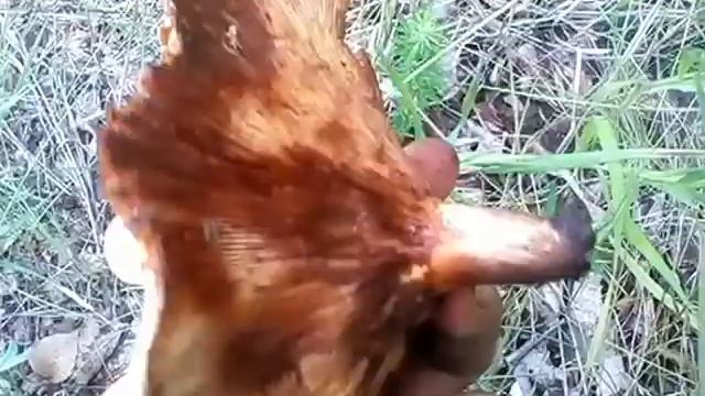 ГРИБЫ, триллер,кадры ужасов, комедии, американоговорящие the Americans, the mushroom