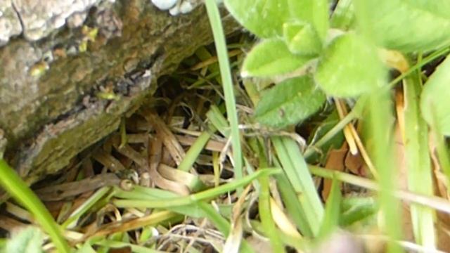 Fruit Fly eaten by a Centipede - Fluga étin af Garðfætlu - Ránskordýr - Flugur - Pöddur