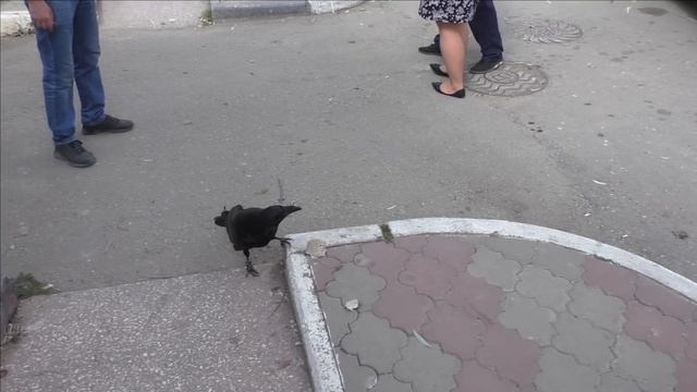 Керчь, ворон