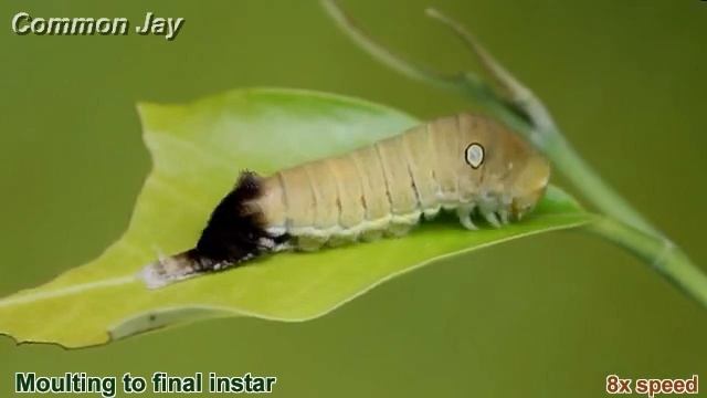 A Common Jay caterpillar molts to its final instar