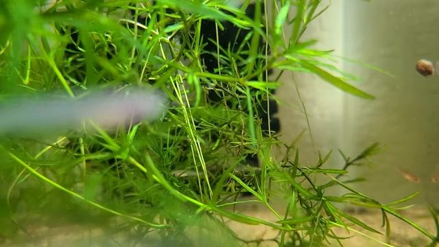 Killifish fry! fundulopanchax gardneri nigerianus!