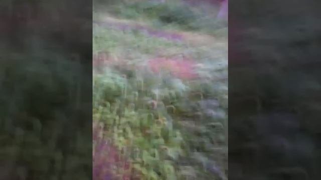 Продолжение ,,волк и лес,,