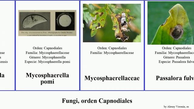 Fungi, orden Capnodiales septoria cercospora fungus fulva Mycosphaerella acicola Gallagher Jesse