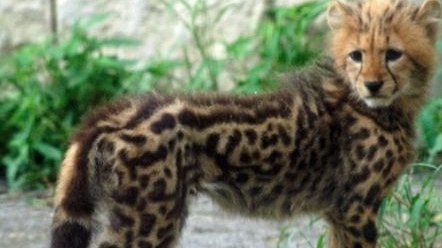 😱😱😱😱😱😱😱😱🐅🦁🐆🐯🐅🦁🐾🐾🐾🐾💕💗