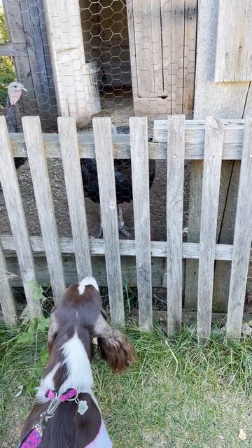 My Dog Meets A Thanksgiving Turkey🦃 | Ember The English Springer Spaniel #shorts