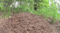 от посадки до сковородки