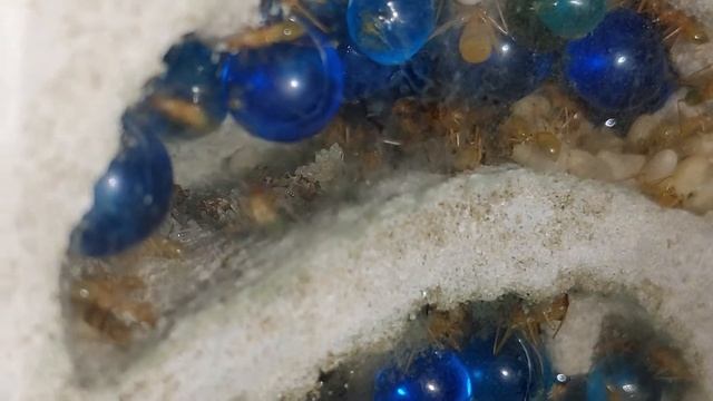 update on my honey pot ants (myrmecocystus Mexicanus) almost 2 years old.