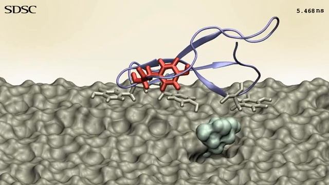 Enzymes break down cellulose into sugars