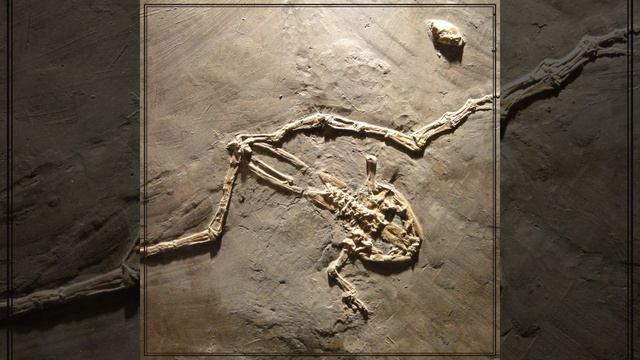 Chytrid