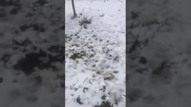 www.trufflebg.com Обучение на кучета за намиране на трюфели