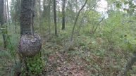 поход в лес за грибами