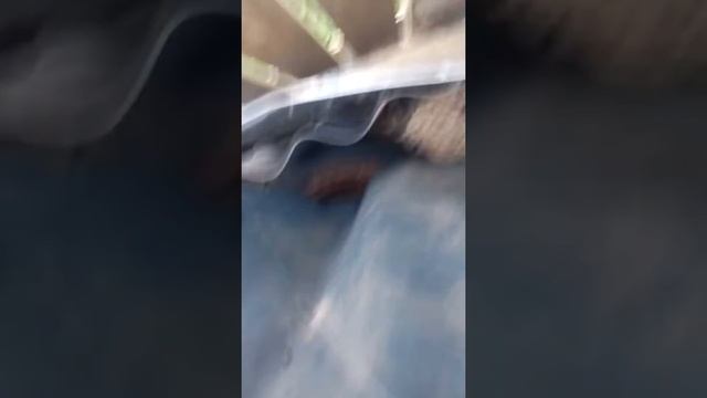 , выросли грибы