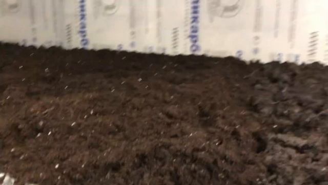 На шаг ближе к грибам! Покровка на полках! Выращивание шампиньонов как бизнес! Грибы шампиньоны!