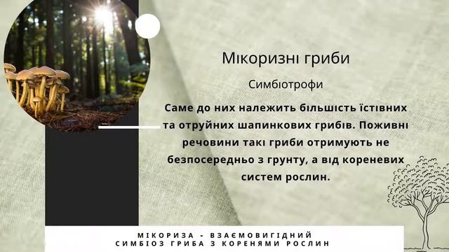 Макроскопічні гриби, 6 клас