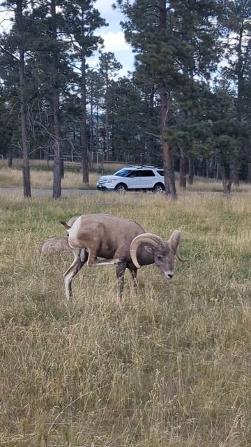 Bighorn Sheep at Bear Country USA #shorts #nature #bearcountry