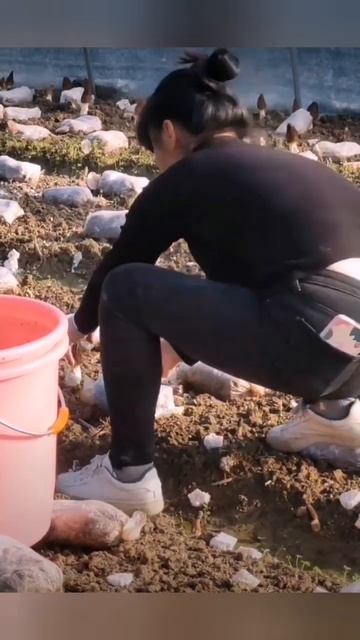 Сморчки попёрли валом...в теплицах! 🍄😊👍 Наверное весна пришла!!