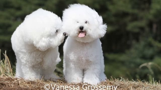 vanessa Grossemy.wmv