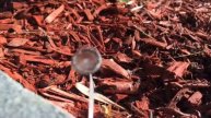 Disappearing Mushroom
