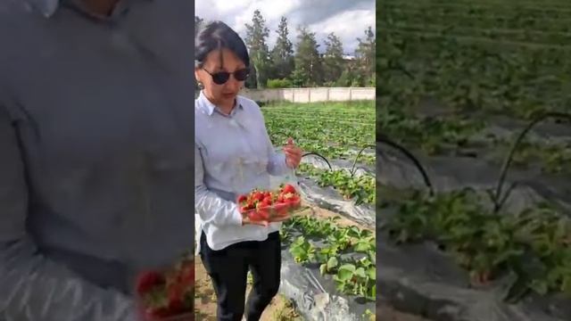 Вах вах вах 🍓🍓🍓Органикалык кулпунай!