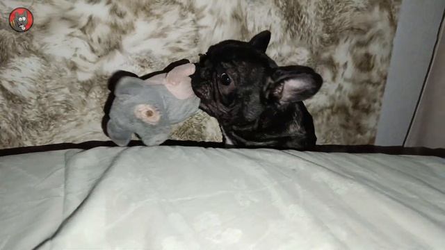 13,Жорик Французский бульдог.от 5 до 6 мес.4 часть.Ужасная ночь и беспробудное утро.Жорж де КОЛОбул