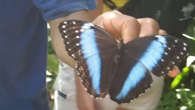 Morpho Patroclus