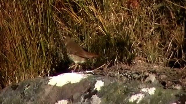 Hermit Thrush