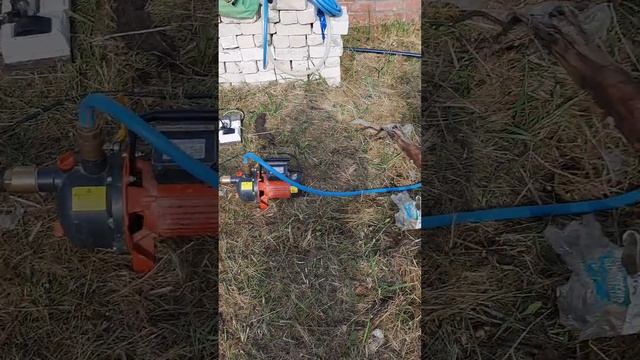 Абиссинка на дачном участке.