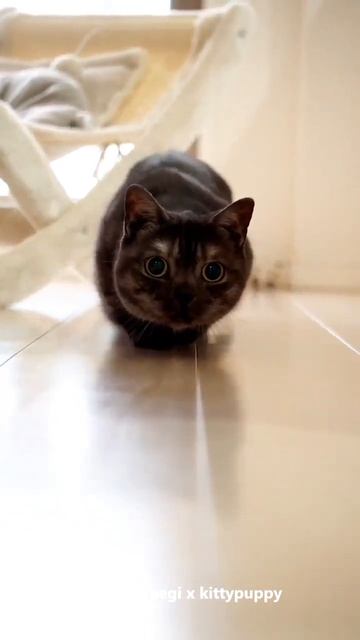 Kotetsu's Curiosity : Munchkin Cat #shorts