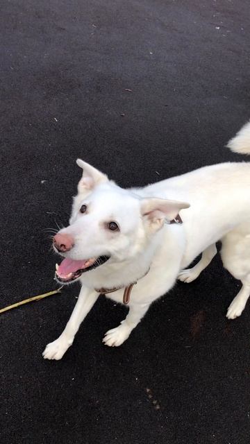 Рисовая булочка😊😊😊