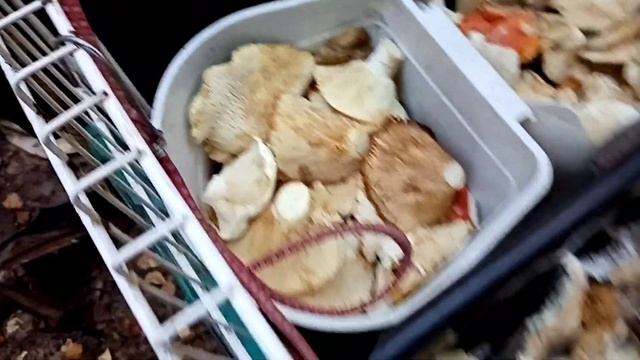 Грузди в сентябре, полный прицеп🌲🍄