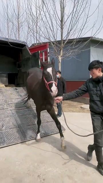 Horse mating cute - Most breeding horse