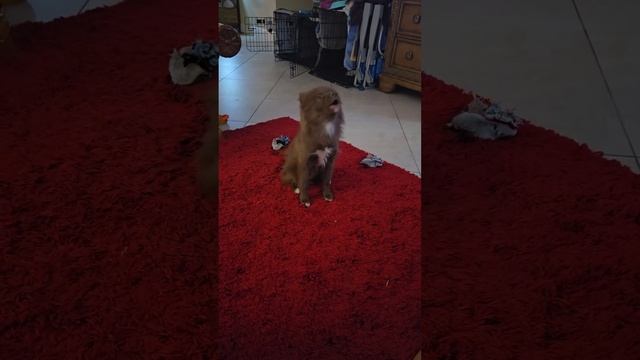 Kodi the Pomsky finally pisses off Kit the Pomchi