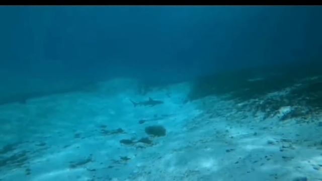 කිරි මෝරා 😱| මාලදිවයින මුහුදේ අසිරිය | snorkeling in maldives | white shark maldives