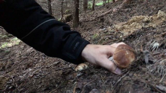 Гості дикого лісу приймають від нього дари .