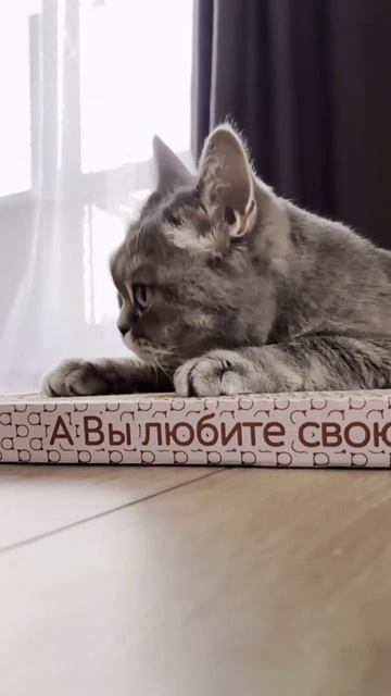 Лучшая когтеточка для вашего котика!❤️