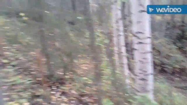 Выход по грибы(5)
