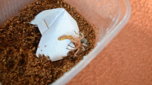 Grammostola rosea L5 кушает