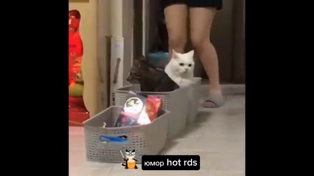 🐈 Мега смешные кошки! Подборка приколов котами и кошками! 🐱